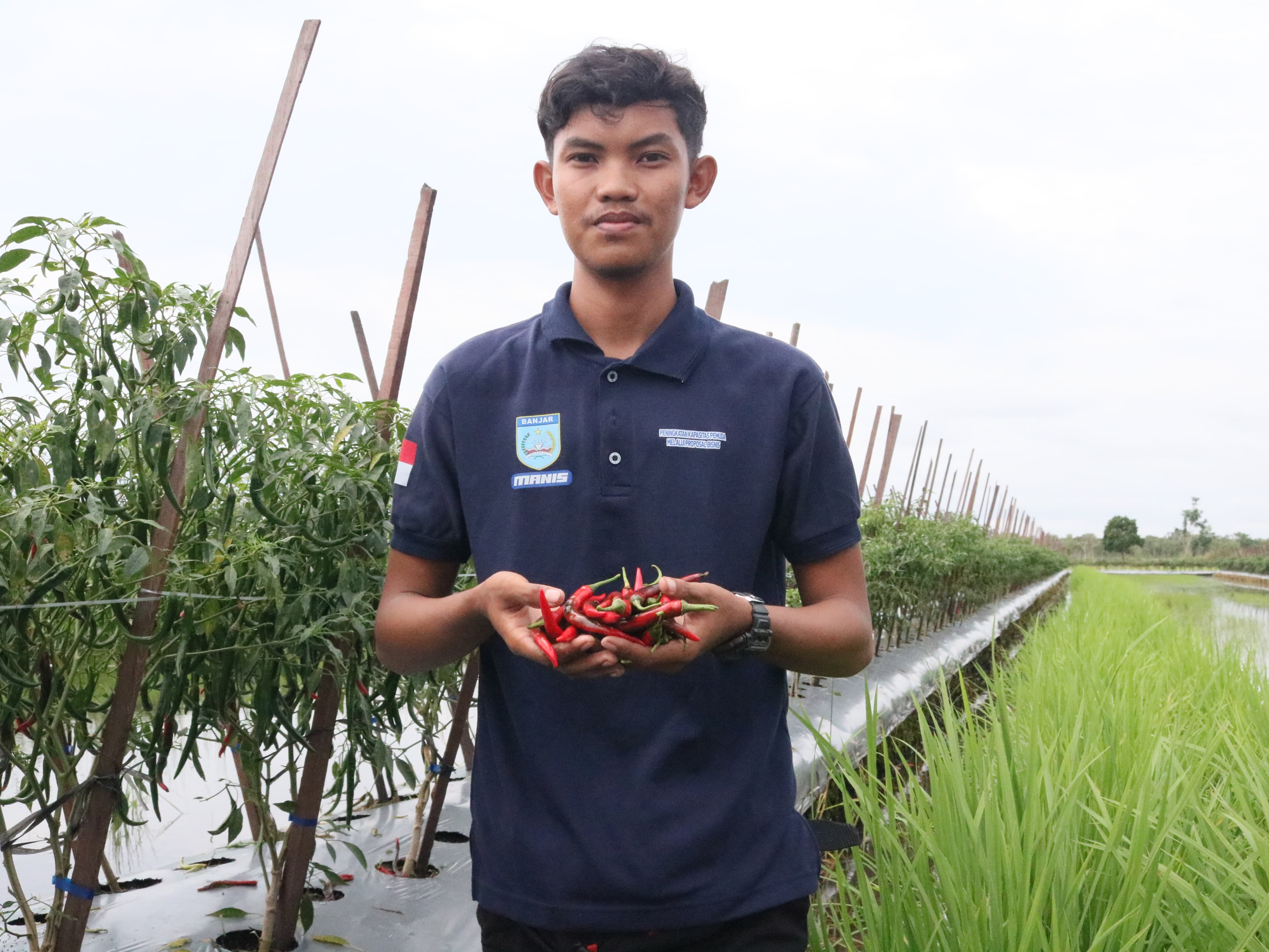 News, Optimalkan Lahan Rawa, Petani Muda Asal Banjar Raup Untung Jutaan dari Cabai, Program YESS,petani muda,PETANISUKSES,program yess kalsel,SMKPPN Banjarbaru