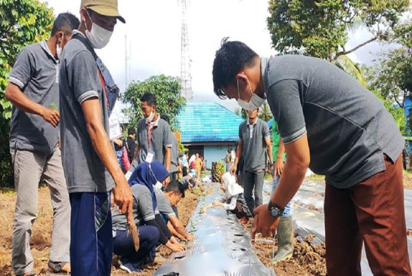 News, PENINGKATAN KAPASITAS PETANI MILENIAL BANJAR DALAM BUDIDAYA CABAI PETANI MILENIAL TANAH LAUT, DILATIH BUDIDAYA CABAI, Program YESS,PPIU Kalsel,TANAH LAUT