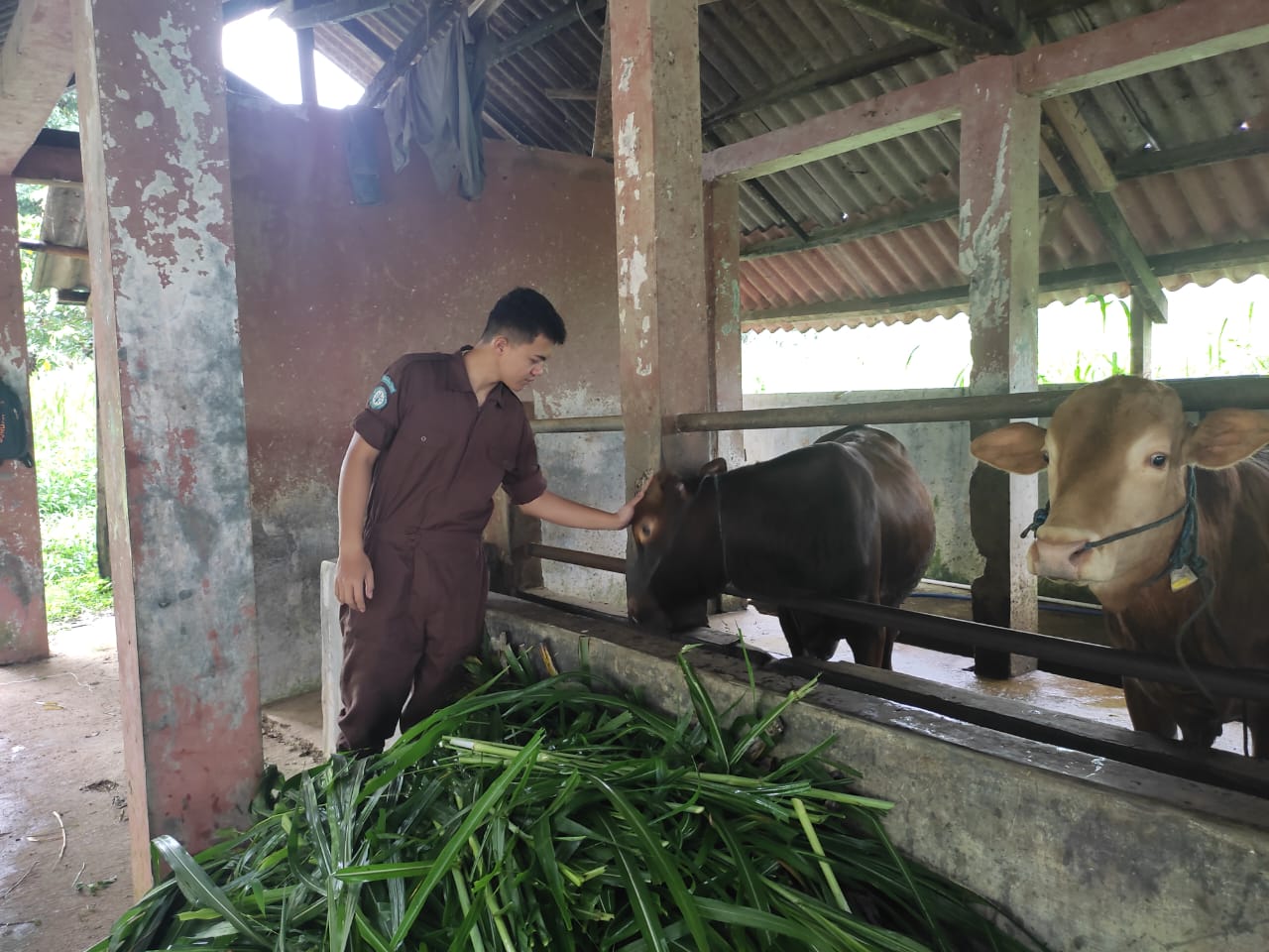 News, Keren, Mahasiswa Polbangtan Kementan Ini Sukses Beternak Sapi dan Kuliah, IPAD,YESS Programme,Polbangtan Bogor,BPPSDMP,kementerian pertanian