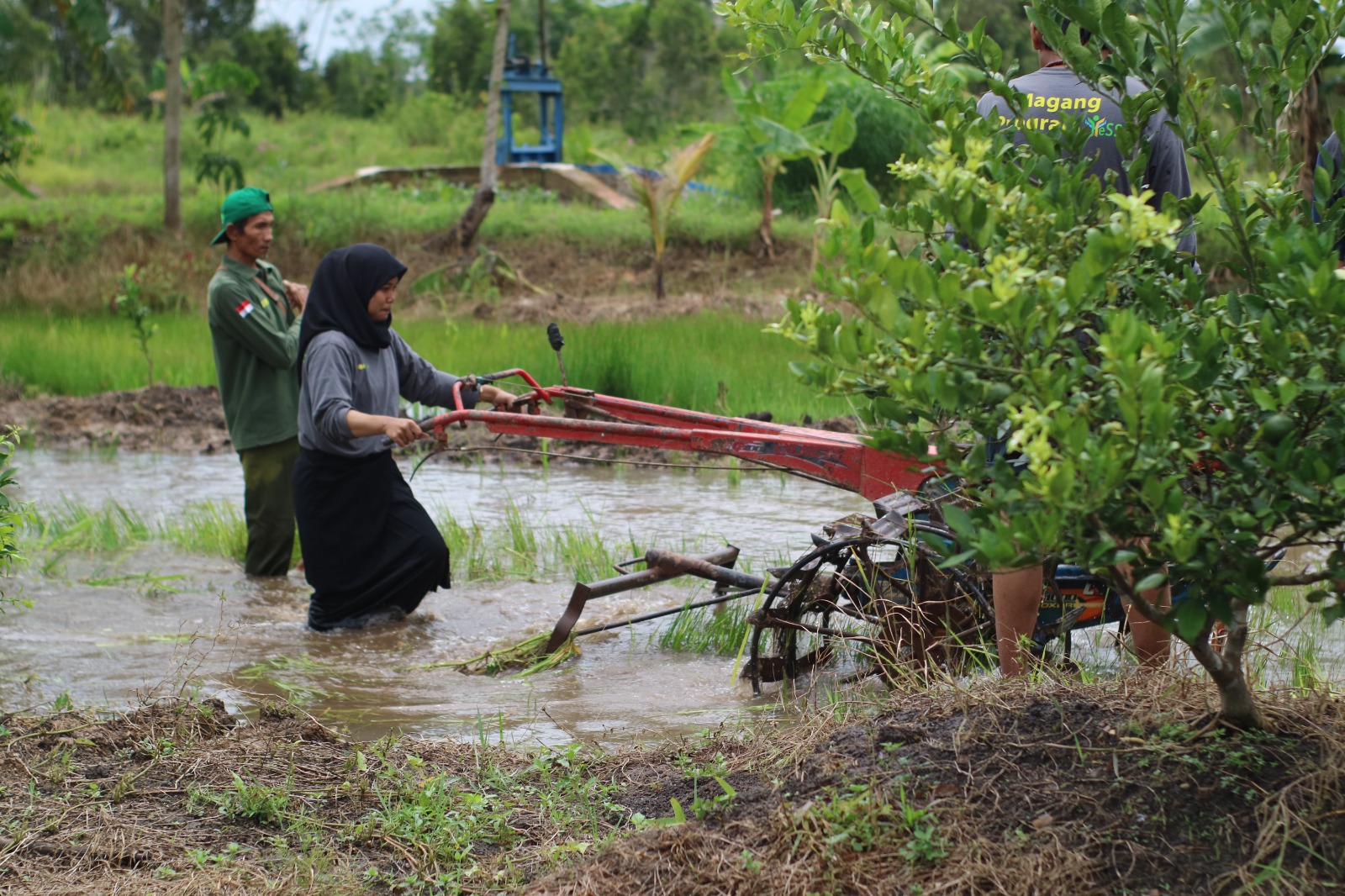 News, Tingkatkan Kompetensi  SDM Pertanian, Kementan  Laksanakan Bimtek Pemagangan untuk Petani Muda Kalsel , #KementerianPertanian #ProgramYESSKalsel #PPIUKalsel #SMKPPNBanjarbaru,#MagangYESS #MagangPertanian #CetakSawah