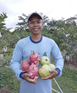 News, Buktikan Pertanian Tak Ingkar Janji ,Agropreneur Asal Belitung Sukses Bertani, BELITUNG,Agroupreneur,Kementan,Program YESS