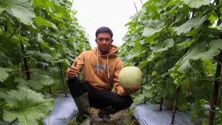 News, Berkat Program Kementan, Millenial Pelaihari Sukses kembangkan Budidaya Melon, Program YESS,PPIU Kalsel,Hairul Effendi,Melon