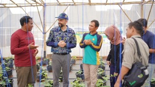 News, Kembangkan Technologi Smart Farming dan Green House, Petani Milenial Subang  Pukau President IFAD, Bppsdmp,kementerian pertanian,IFAD,YESS Programme