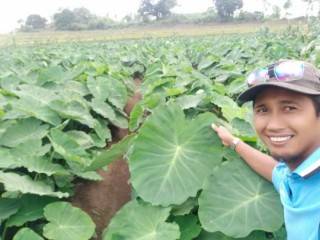 News, Kembangkan Pertanian Organik, Petani Milenial Asal Jeneponto Raih Untung Berlipat, #organik,#petanimillenial
