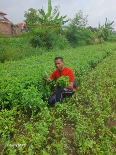 News, Sukses Bertani Kemangi, Petani Muda Cianjur Binaan Kementan Raup Omzet Tinggi, YESS Programme,kementerian pertanian,Polbangtan Bogor