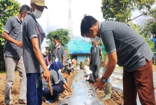 News, PENINGKATAN KAPASITAS PETANI MILENIAL BANJAR DALAM BUDIDAYA CABAI PETANI MILENIAL TANAH LAUT, DILATIH BUDIDAYA CABAI, Program YESS,PPIU Kalsel,TANAH LAUT