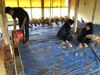 News, The Duck Farm, Usaha Ternak Bebek Petelur Besutan Mahasiswa Polbangtan Kementan, kementerian pertanian,BPPSDMP,Polbangtan Bogor,Program YESS,IPAD
